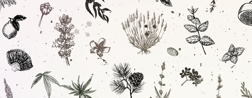 Cannabis Terpenes Cannabis Terpenes
