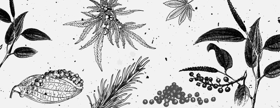 Caryophillene Cannabis Terpenes