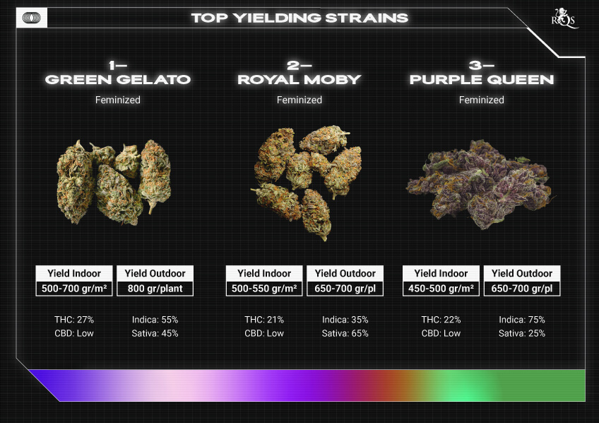 Top RQS Bigger Yield Strains Top RQS Bigger Yield Strains