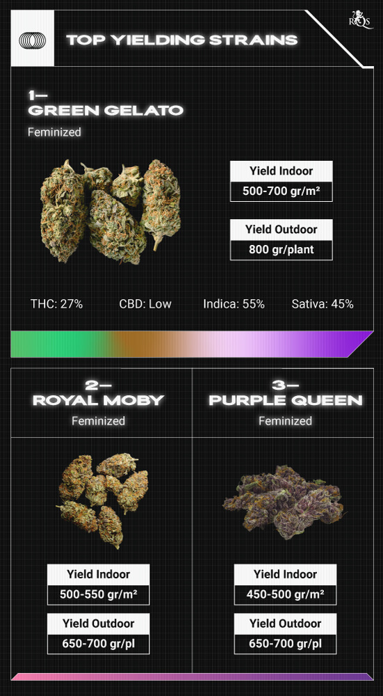Top RQS Bigger Yield Strains Top RQS Bigger Yield Strains