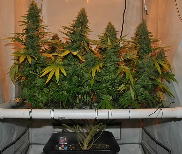 Amnesia Haze crescut amb la pantalla verda Mètode ScrOG Amnesia Haze crescut amb la pantalla verda Mètode ScrOG