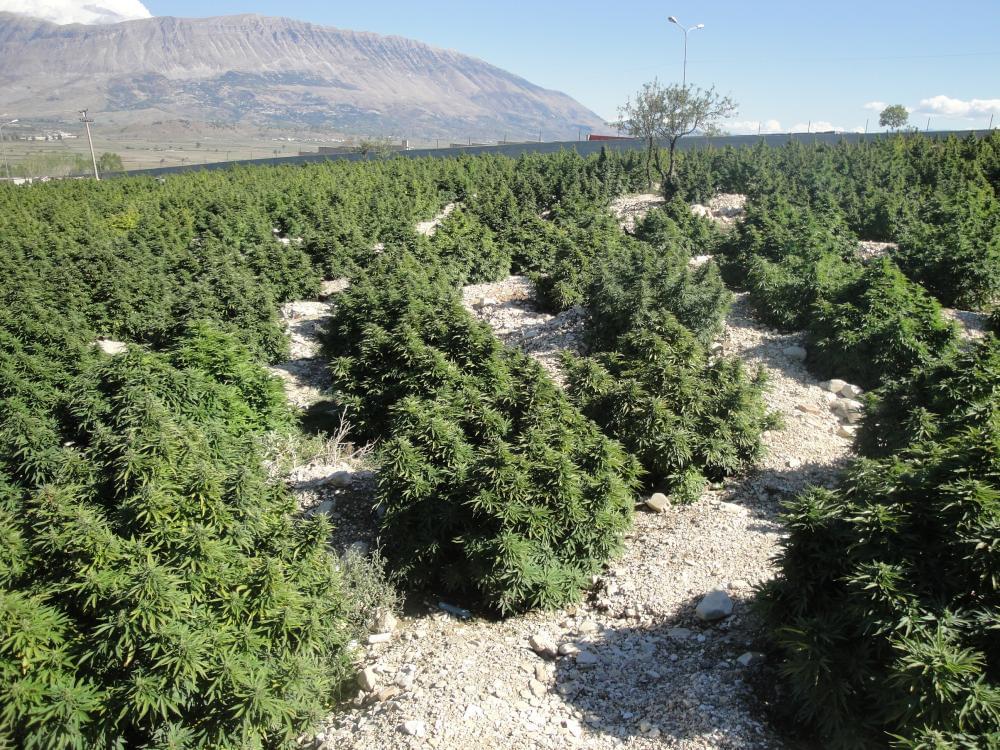 Un enorme camp de cànnabis cultivat amb especial Queen Llavors