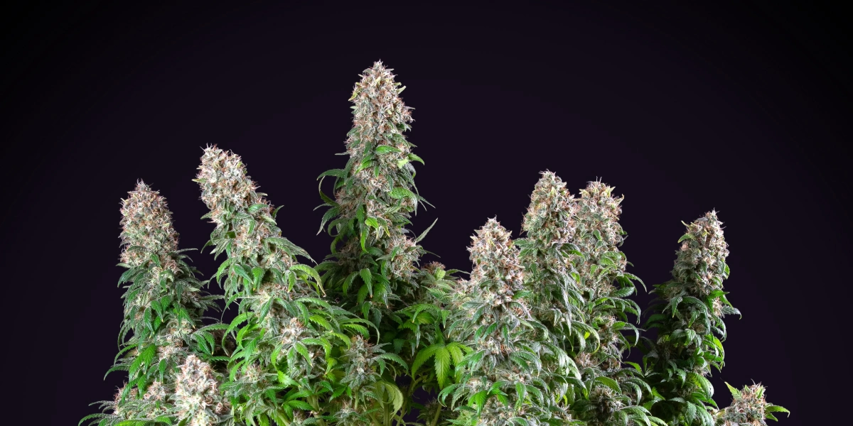 Blue Mystic: Compact Indoor Cannabis Strain Blue Mystic cannabis plant with dense resinous colas, compact flowering growth, green foliage, and a dark studio background.