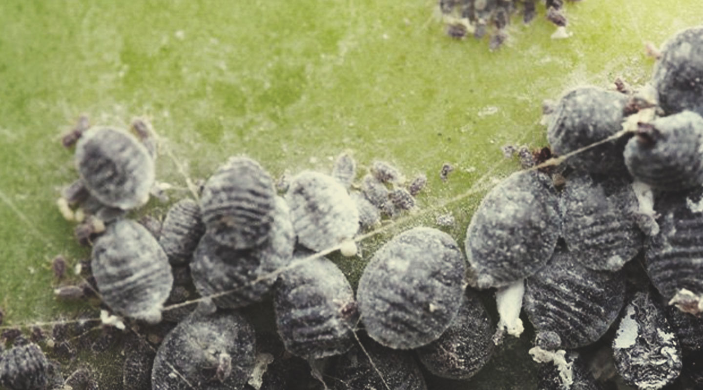Brown Soft Scale Cochineal Brown Soft Scale Cochineal