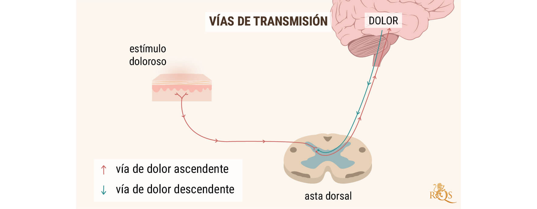 OLI DE CBD PER Al DOLOR