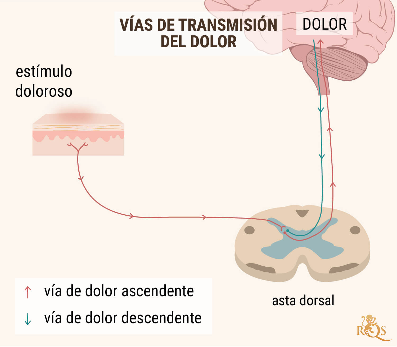 OLI DE CBD PER Al DOLOR