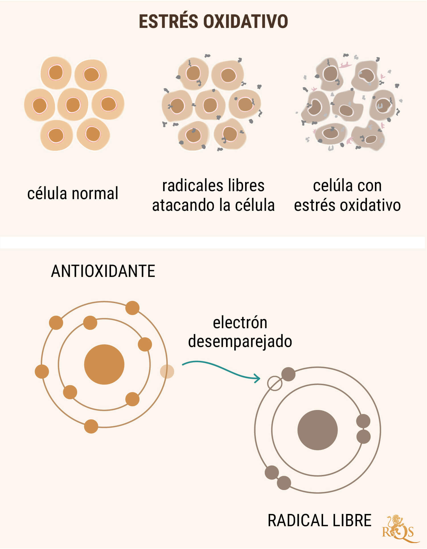 OLI DE CBD COM A ANTIOXIDANT