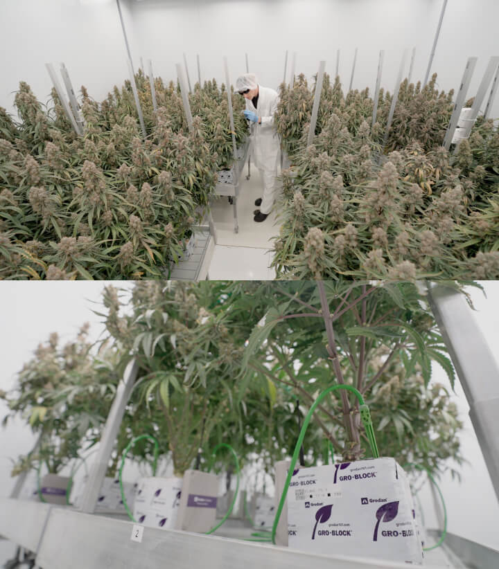 Cannabis research trials at CRIC facility, showing controlled cultivation, plant monitoring, and experimental grow systems