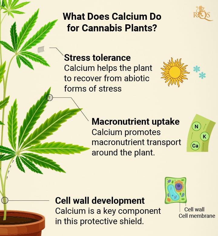 Calcium benefits for Cannabis plant Calcium benefits for Cannabis plant