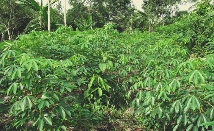 Cassava (Manihot esculenta) Cassava (Manihot esculenta)