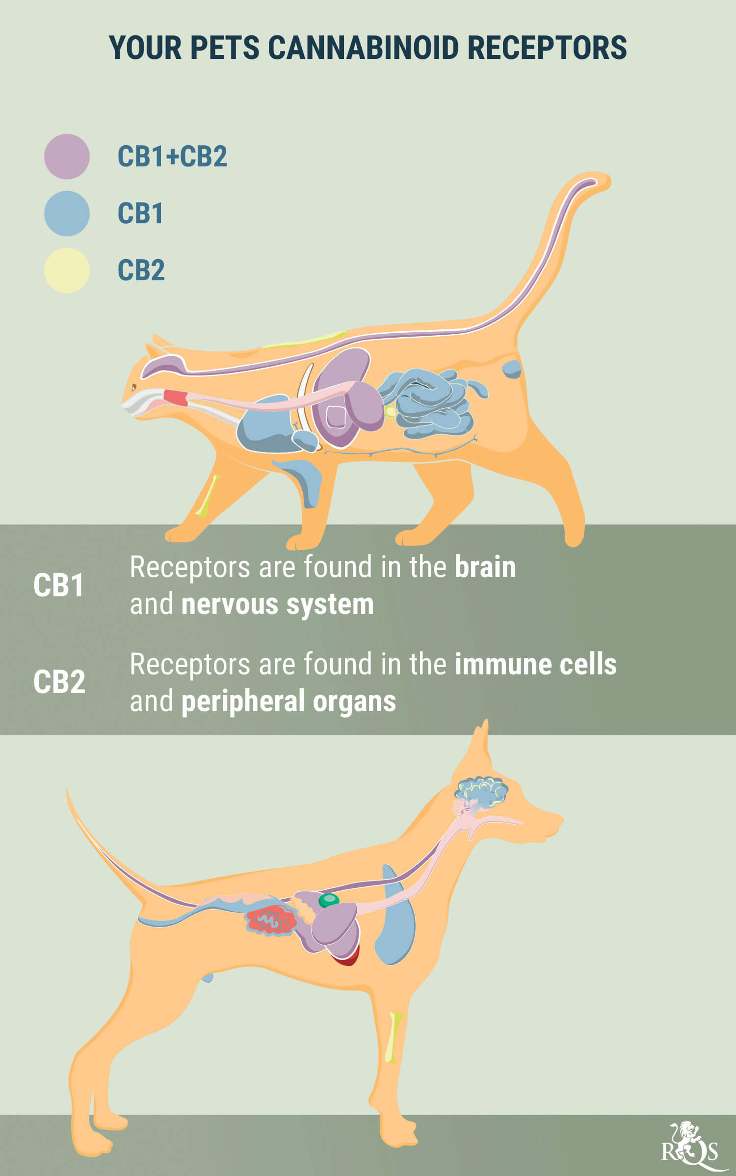 Receptors on your Pets Receptors on your Pets