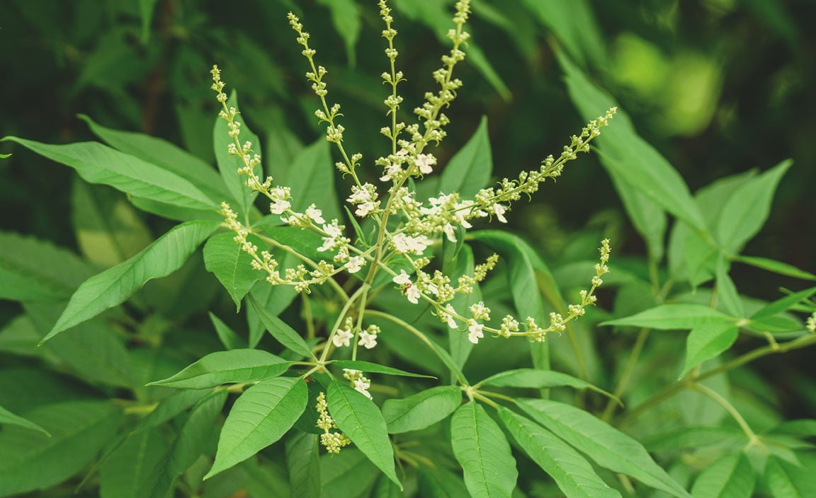 Chinese Chaste Tree (Vitex negundo) Chinese Chaste Tree (Vitex negundo)