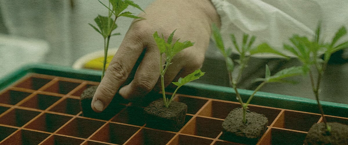 Clonatge de Cànnabis Eficient: Imatge de Safata Mà plantant clons de cànnabis en una safata de terra per a un creixement eficient, mostrant clonatge que estalvia temps en una safata verda, ideal per a guies de cultiu de cànnabis.