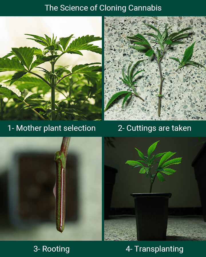 Autoflowering Cannabis Cloning Process