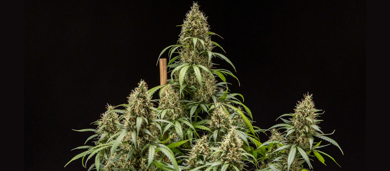 Cookies Gelato Auto Cookies Gelato Auto