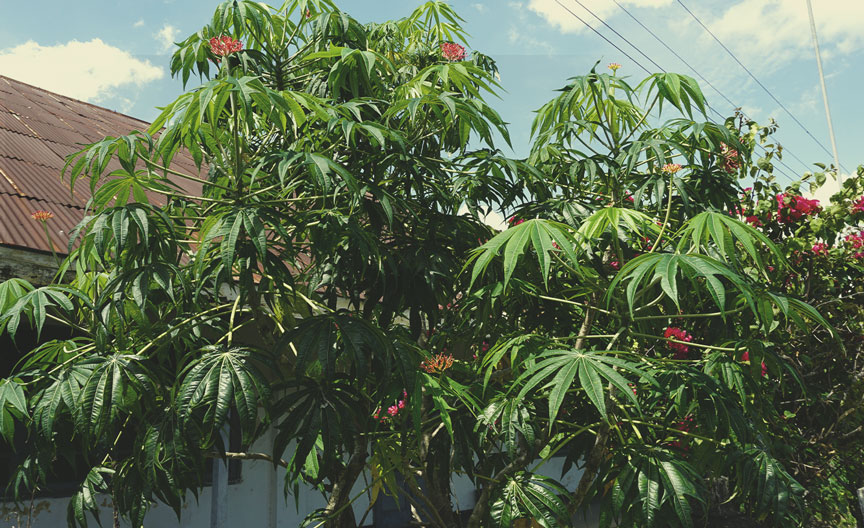 Coralbush (Jatropha multifida) Coralbush (Jatropha multifida)