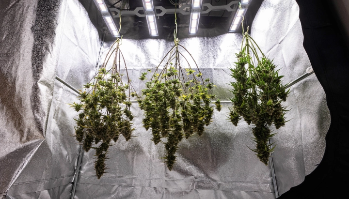 Cosmos F1 cannabisplanten die na de oogst in hun geheel drogen in de kweekbox, met rijpe harsrijke takken die in het donker hangen vóór het trimmen, curen en de uiteindelijke opbrengstresultaten.