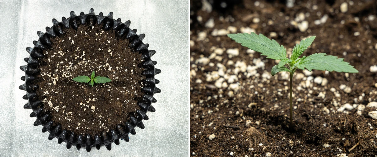 Plàntula de cànnabis Cosmos F1 durant la germinació, emergint de manera uniforme del sòl entre els dies 1 i 5 de brotació.