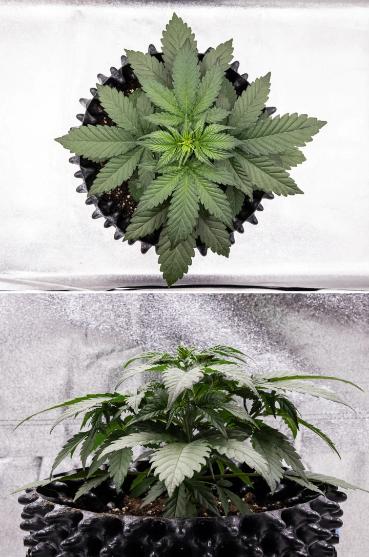Planta de cànnabis Cosmos F1 durant la setmana 2 de vegetació, amb creixement inicial frondós, ramificació sana i fulles verdes amples entre els dies 12 i 19 de brotació.