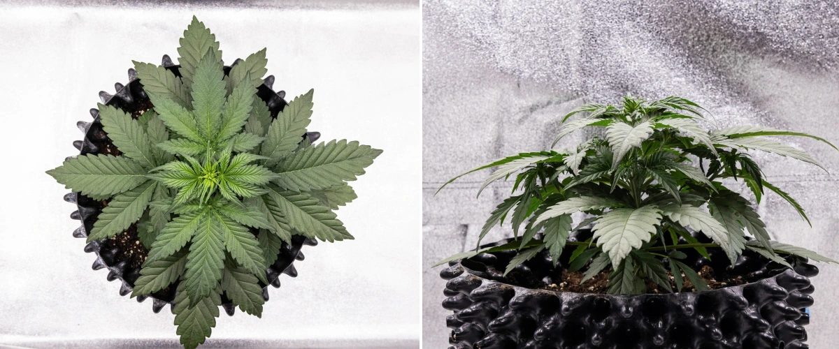 Planta de cànnabis Cosmos F1 durant la setmana 2 de vegetació, amb creixement inicial frondós, ramificació sana i fulles verdes amples entre els dies 12 i 19 de brotació.