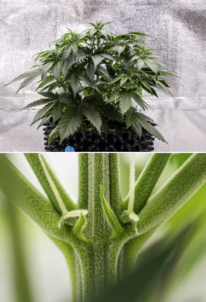 Planta de cànnabis Cosmos F1 durant la setmana 3, mostrant una ramificació d’influència sativa, fullatge verd dens i els primers pistils blancs mentre comença la floració entre els dies 19 i 26 de brotació.