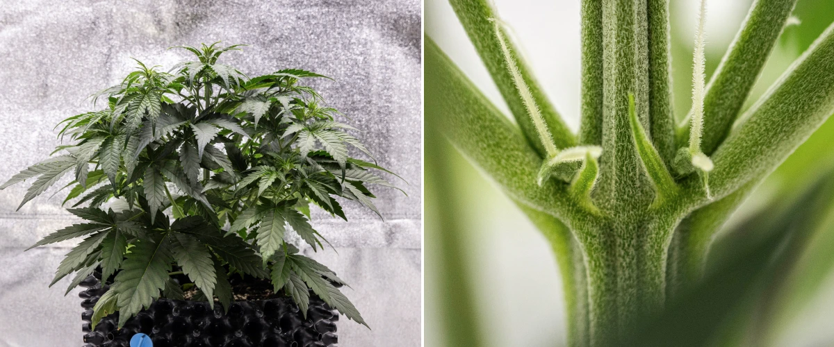 Planta de cànnabis Cosmos F1 durant la setmana 3, mostrant una ramificació d’influència sativa, fullatge verd dens i els primers pistils blancs mentre comença la floració entre els dies 19 i 26 de brotació.