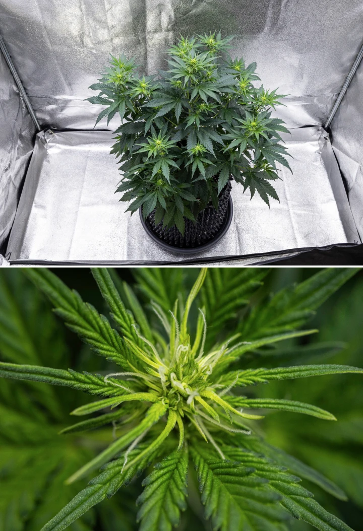 Planta de cànnabis Cosmos F1 durant la setmana 1 de floració, mostrant un fort creixement vertical, estructura d’arbre de Nadal, fulles sanes de color verd fosc i raïms florals en desenvolupament entre els dies 26 i 33 de brotació.