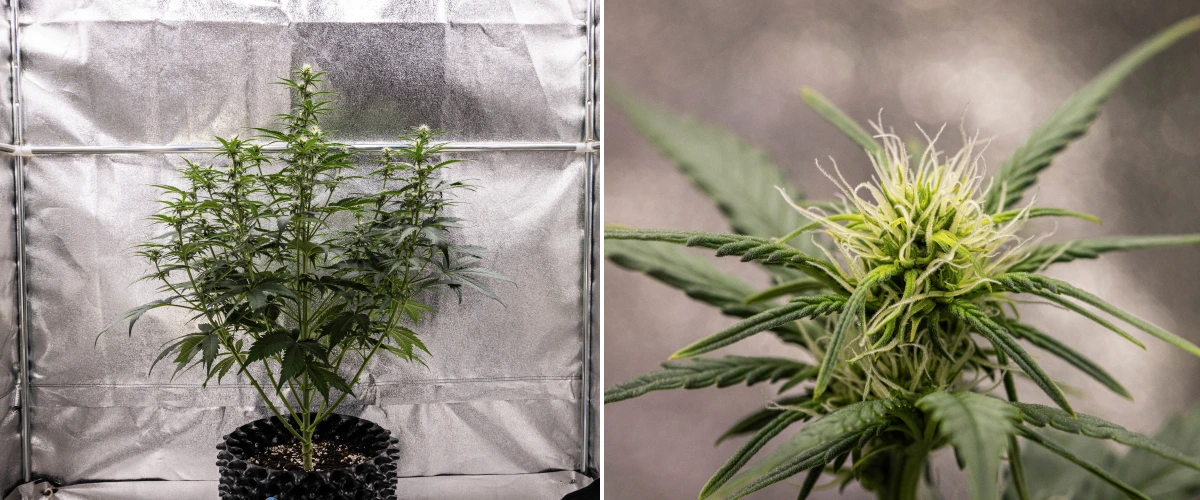 Planta de cànnabis Cosmos F1 durant la setmana 2 de floració, mostrant una formació primerenca de cabdells, fullatge verd sa, estructura vertical de branques i pistils blancs en desenvolupament entre els dies 33 i 40 de brotació.
