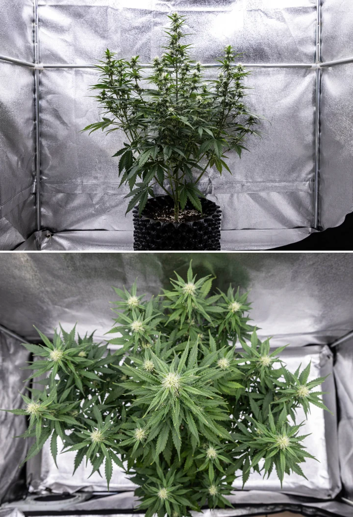 Planta de cànnabis Cosmos F1 durant la setmana 3 de floració, mostrant una cola central dominant, branques laterals ben espaiades, fullatge sa de color verd fosc i punts florals en desenvolupament entre els dies 40 i 47 de brotació.