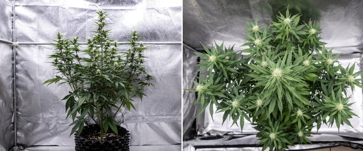 Planta de cànnabis Cosmos F1 durant la setmana 3 de floració, mostrant una cola central dominant, branques laterals ben espaiades, fullatge sa de color verd fosc i punts florals en desenvolupament entre els dies 40 i 47 de brotació.
