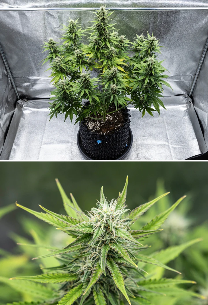 Cosmos F1 cannabisplant tijdens week 4 van de bloei, met dichte harsrijke toppen, plakkerige kelken, rijpende cola’s en enige vergeling van de onderste bladeren tussen spruitdag 47 en 54.