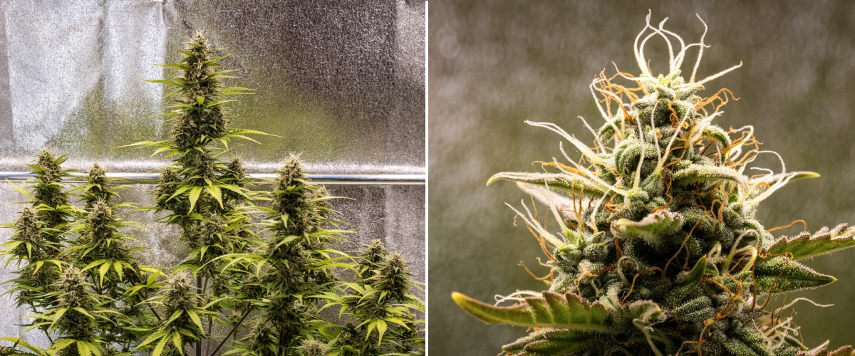 Planta de cànnabis Cosmos F1 durant la setmana 5 de floració, mostrant cabdells compactes carregats de tricomes, coles en maduració, pistils ambre i fulles groguenques mentre s’acosta la collita entre els dies 54 i 61 de brotació.