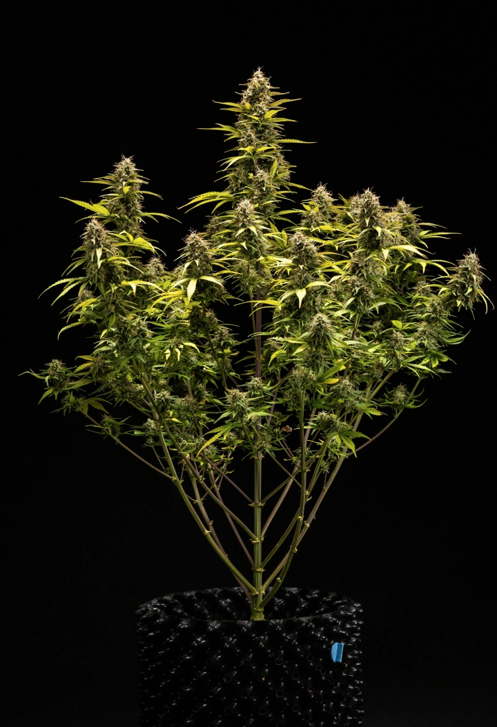Planta de cànnabis Cosmos F1 durant la setmana 6 de floració i collita, mostrant coles madures cobertes de tricomes, calzes inflats, fulles groguenques i cabdells resinosos llestos per collir el dia 68 de brotació.