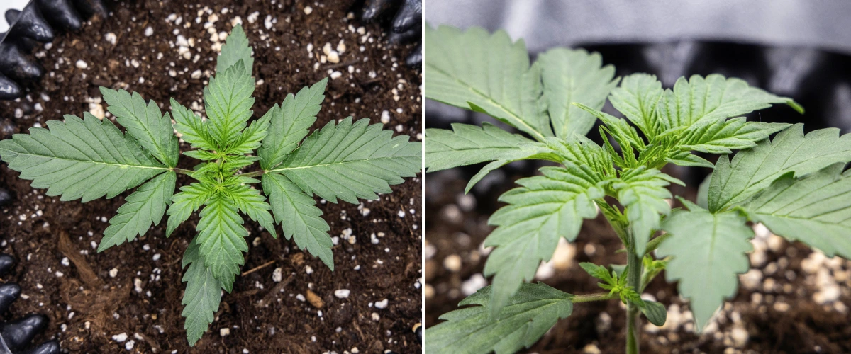 Planta de cànnabis Cosmos F1 durant la setmana 1 de vegetació, amb creixement compacte i vertical, espaiat uniforme de les fulles i fullatge inicial sa entre els dies 5 i 12 de brotació.