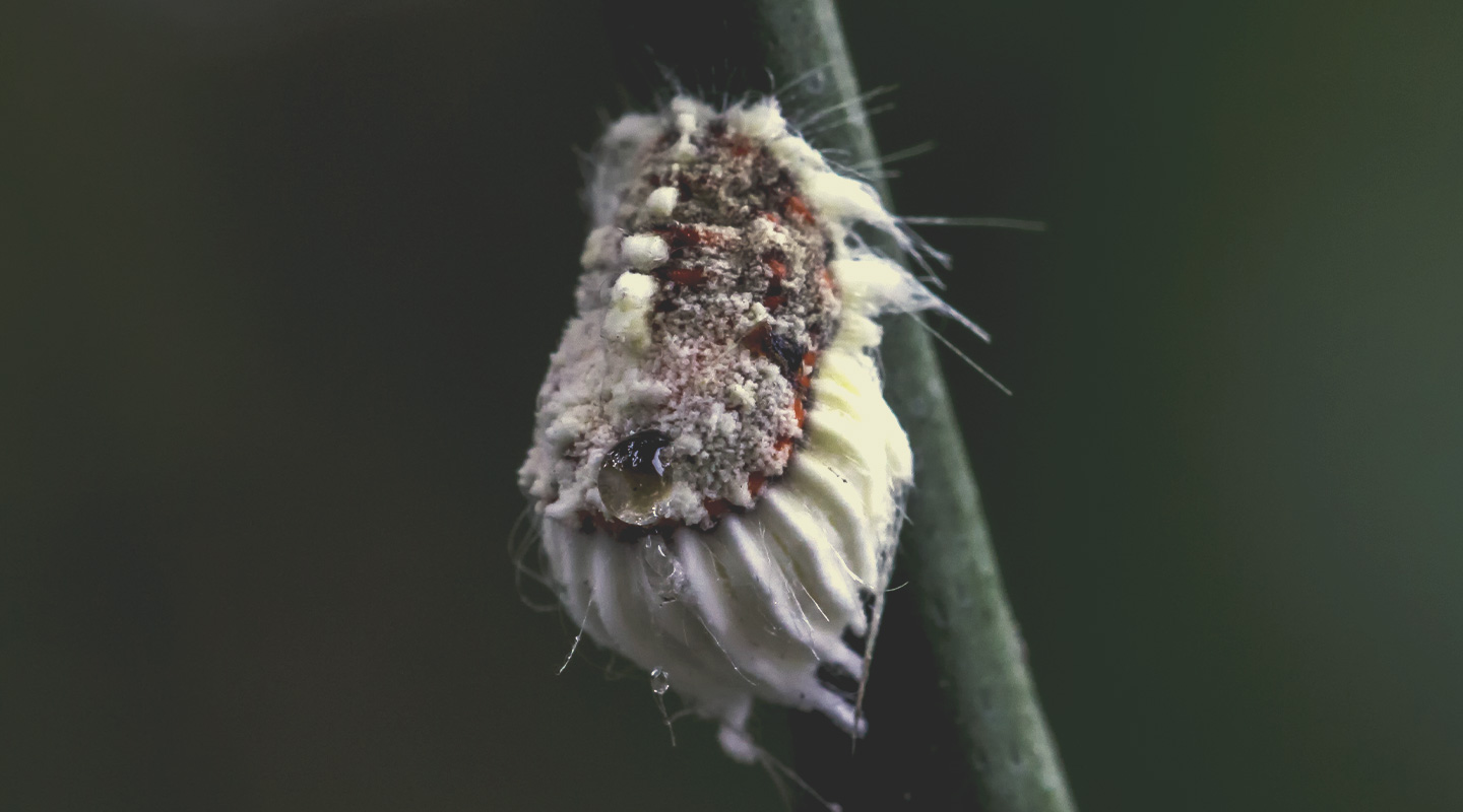 Cottony Cochineal Cottony Cochineal