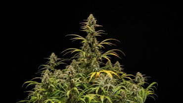 Plantes de cànnabis Hyperion F1 madures sobre fons negre, mostrant cues altes en floració, cabdells resinosos, fulles en procés de decoloració i un dosser vigorós durant la fase final de floració.