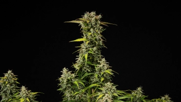 Planta de cànnabis Royal Creamatic madura amb cabdells densos i resinosos, tricomes gebrats i una cua principal alta sobre fons negre.