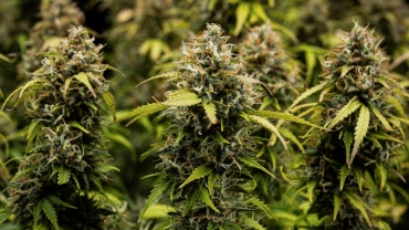 Cabdells de cànnabis Granddaddy Purple Auto en primer pla, mostrant coles denses cobertes de tricomes, pistils taronges, flors verdes madures i resina gebrada abans de la collita.
