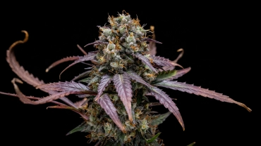 North Thunderfuck Auto Grow Report Cover: Compact Harvest-Ready Plant North Thunderfuck Auto cannabis plant with compact harvest-ready buds, resinous flowers, orange pistils, and green foliage in a reflective grow tent.