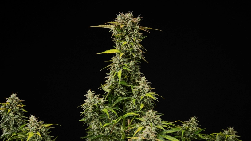 Planta de cànnabis Royal Creamatic madura amb cabdells densos i resinosos, tricomes gebrats i una cua principal alta sobre fons negre.