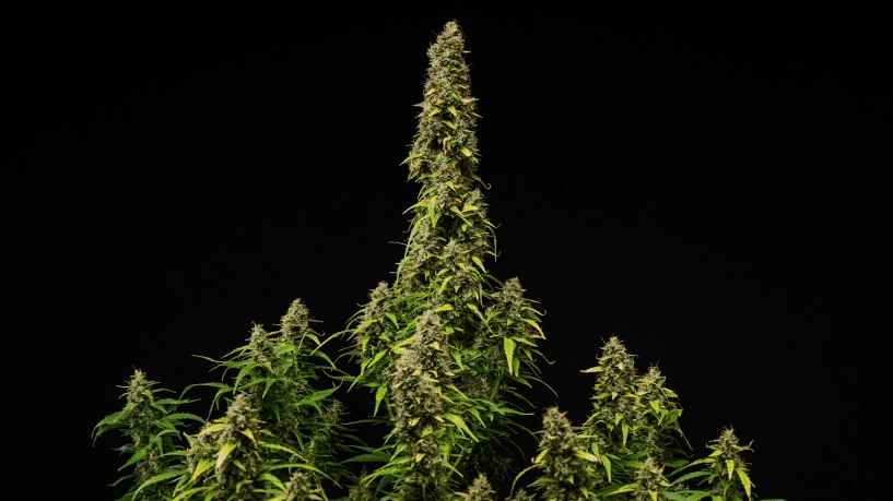 Wedding Cake Auto Grow Report Cover: Mature Flowering Plant Mature Wedding Cake Auto cannabis plant against a black background, showing dense resinous buds, fading leaves, and a tall central cola during the final stage of flowering.