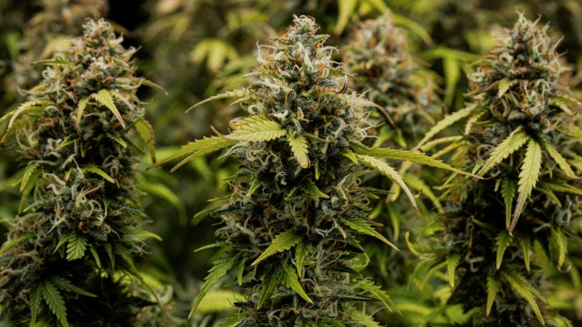 Cabdells de cànnabis Granddaddy Purple Auto en primer pla, mostrant coles denses cobertes de tricomes, pistils taronges, flors verdes madures i resina gebrada abans de la collita.