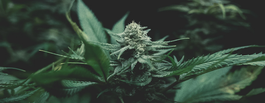 Cultiu de marihuana: conceptes bàsics