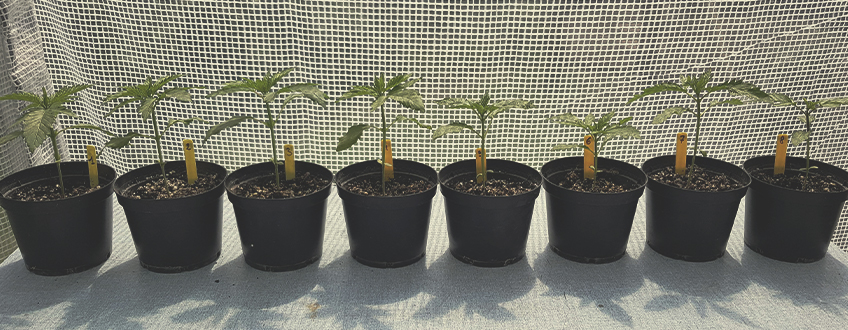 Les varietats de marihuana més fàcils de conrear per a principiants Les varietats de marihuana més fàcils de conrear per a principiants