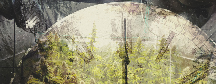 Quant temps es necessita per a conrear cànnabis en interior?