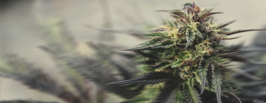 Com conrear varietats de floració ràpida encara més ràpid Com conrear varietats de floració ràpida encara més ràpid