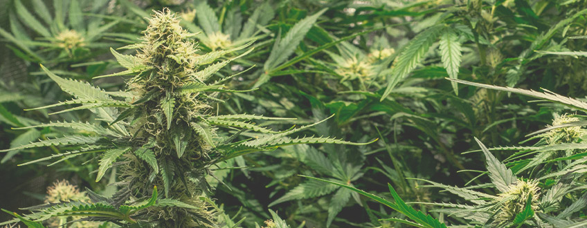 Com maximitzar les teves collites de marihuana autofloreixent Com maximitzar les teves collites de marihuana autofloreixent
