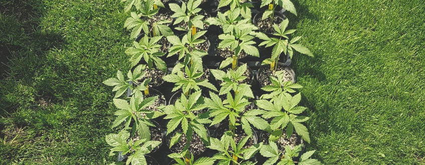 Com preparar el teu cultiu ecològic de marihuana en exterior
