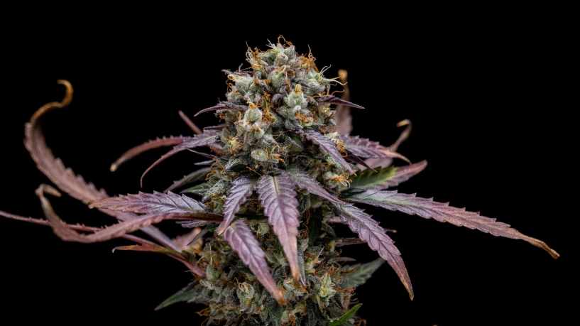 North Thunderfuck Auto Grow Report Cover: Compact Harvest-Ready Plant North Thunderfuck Auto cannabis plant with compact harvest-ready buds, resinous flowers, orange pistils, and green foliage in a reflective grow tent.