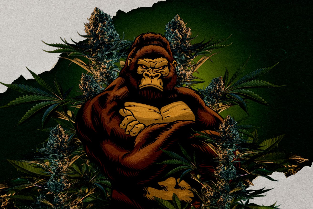 Il·lustració d’un goril·la envoltat de brots de cannabis, representant varietats Gorilla RQS, preguntant quina és la més potent.